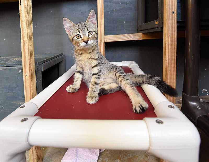 Wiregrass Humane Society accepts kittens after tragedy